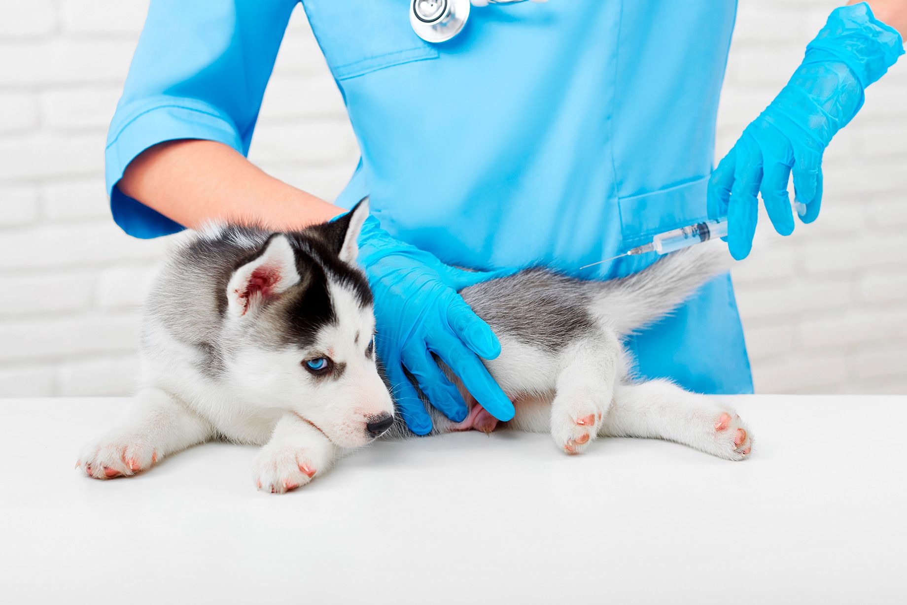 Telemedicina Veterinária em domicílio