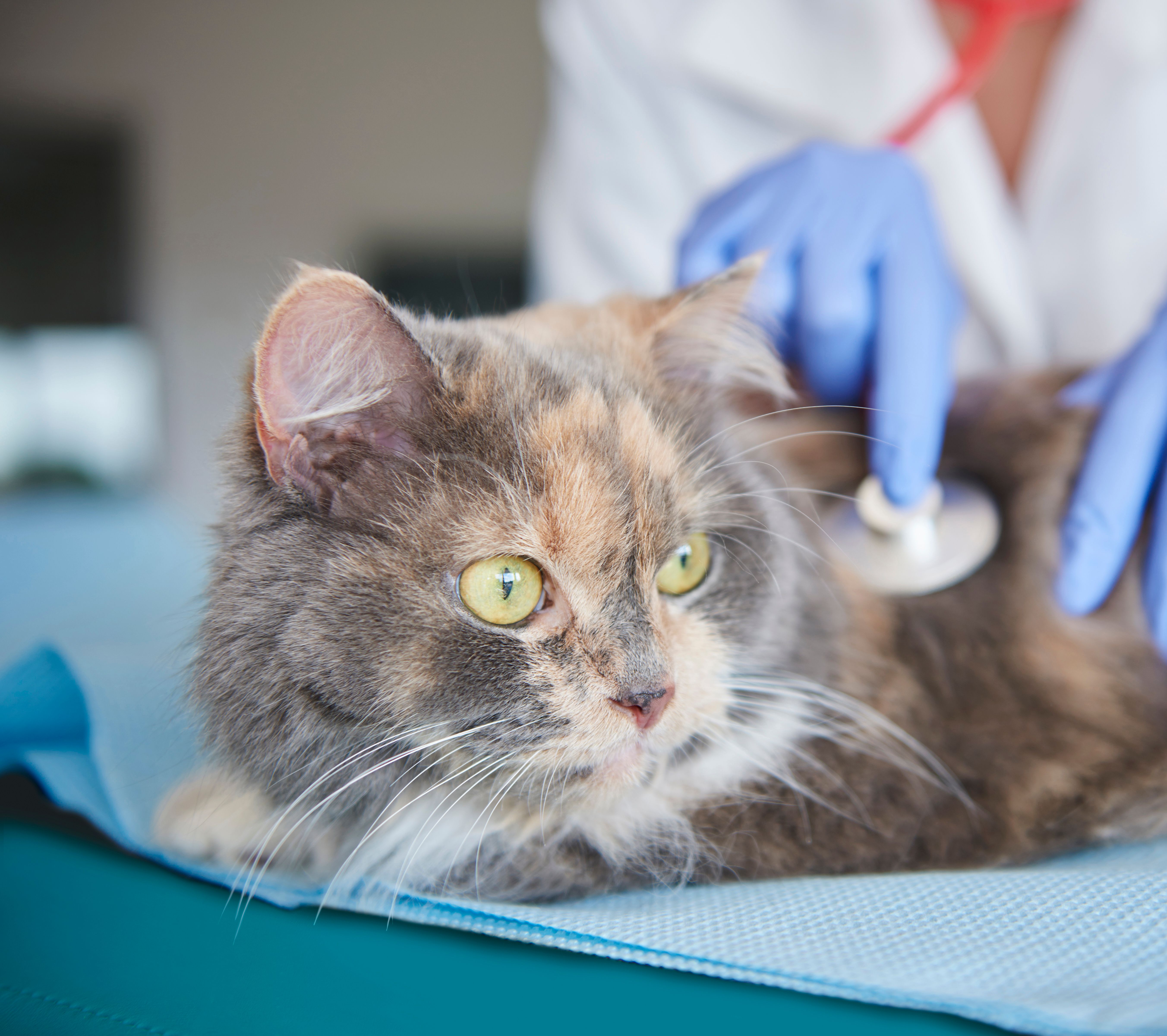Gato sendo examinado com estetoscópio durante consulta em domicílio