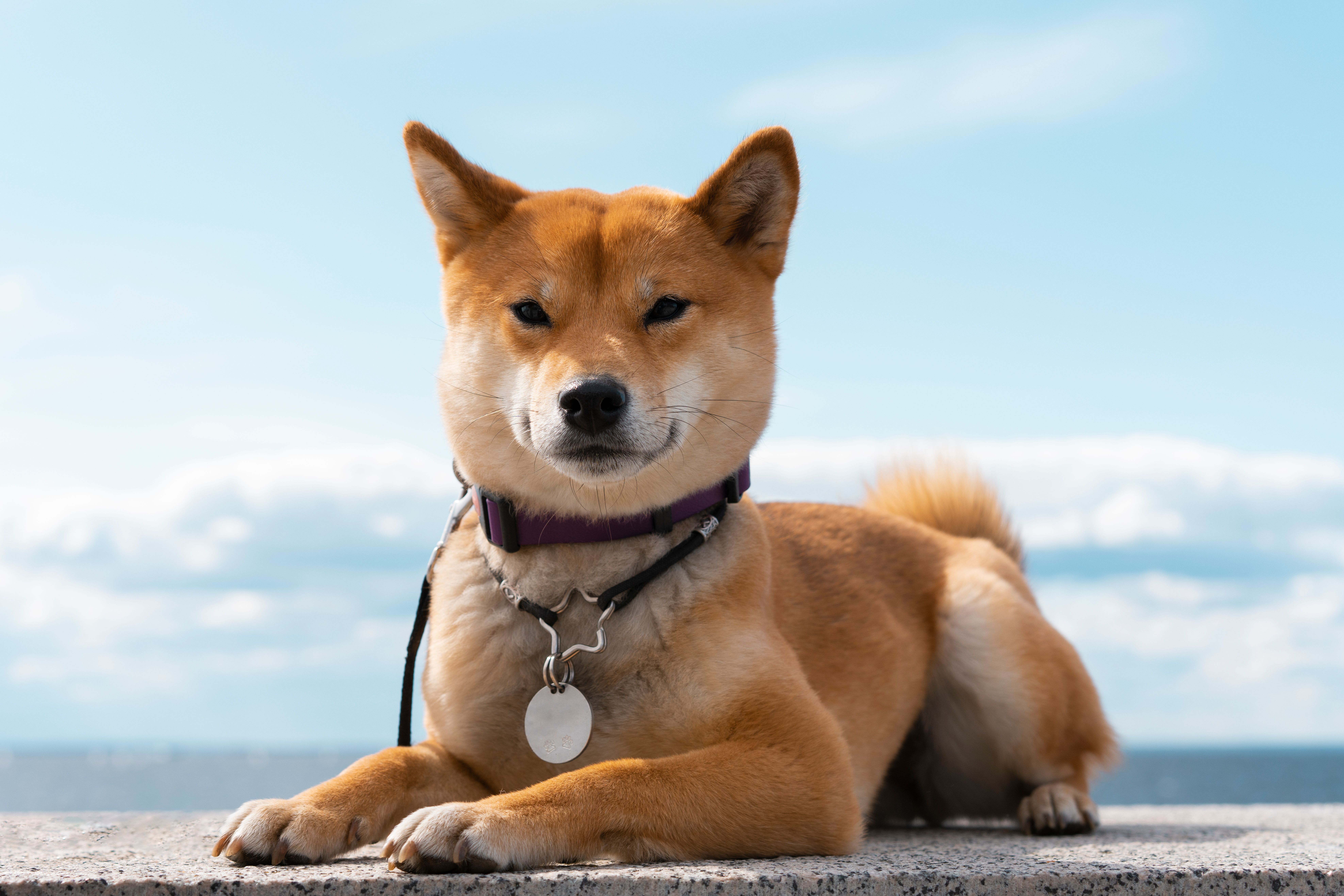Cão adulto acompanhado em domicílio